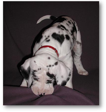 Deutsche Doggen vom Prinzipat